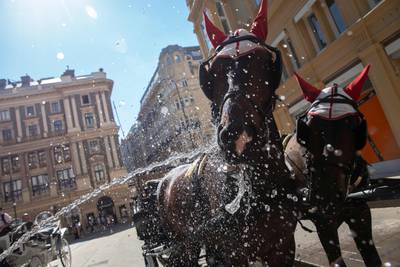 A carriage driver sprays his horses to cool them down at Petersplatz in Vienna, Austria. AFP