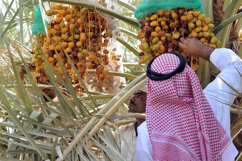 A Saudi man inspects dates at his farm in Buraydah, 400 kilometres northwest Riyadh. Fayez Nureldine / AFP