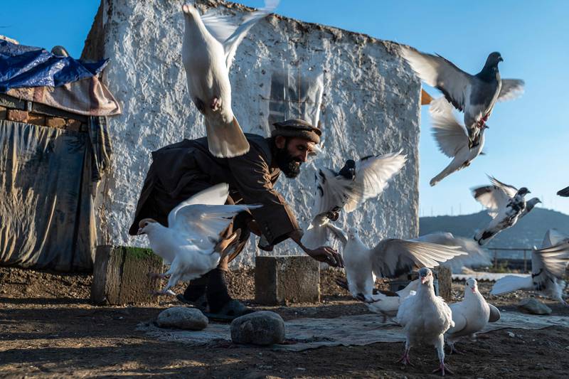 An Afghan pigeon fancier feeds his pet birds at Kolola Pushta hilltop in Kabul