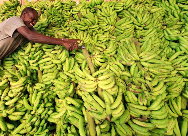 A vendor displays bananas at his stall in Somalia capital Mogadishu as Muslims prepare for the fasting month of Ramadan, the holiest month in the Islamic calendar, July 8 2013. REUTERS/Feisal Omar (SOMALIA - Tags: FOOD SOCIETY RELIGION)