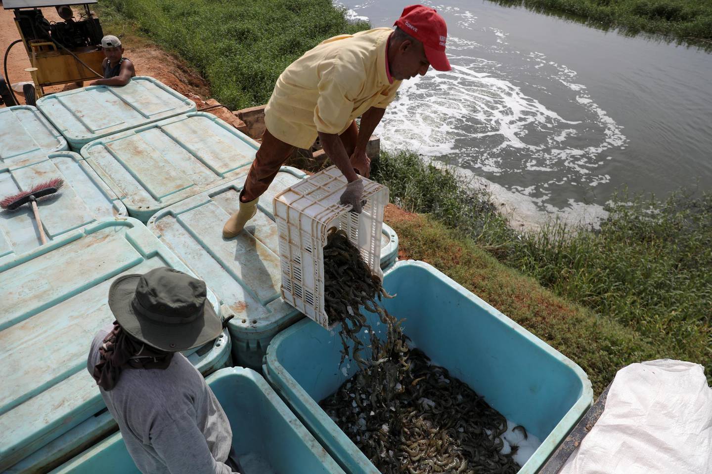 Workers collect shrimp from an artificial lake at a production farm near Maracaibo, Venezuela August 1, 2019. Picture taken August 1, 2019. REUTERS/Manaure Quintero