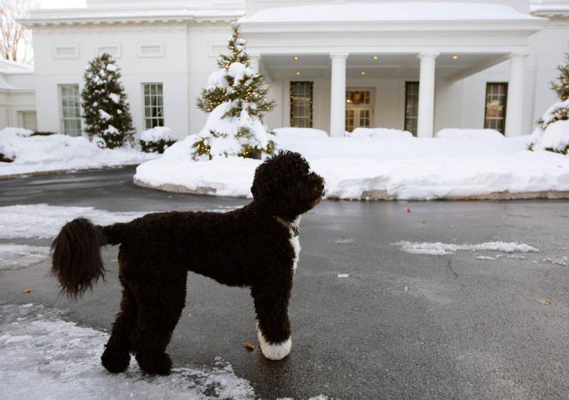 In this December 2009 photo, Bo stands near the West Wing of the White House in Washington, DC. AP