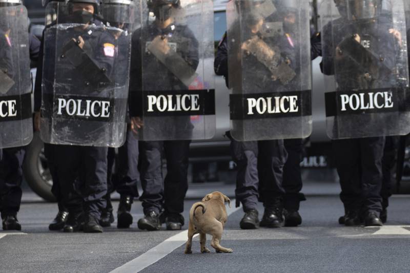 A dog appears to confront police in riot gear as they block protesters from marching to the Asia-Pacific Economic Co-operation summit venue in Bangkok, Thailand. AP Photo