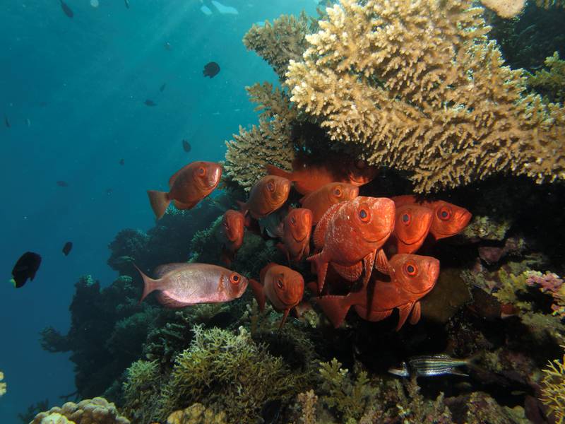 Palau has become the first country to ban reef-toxic sunscreen.