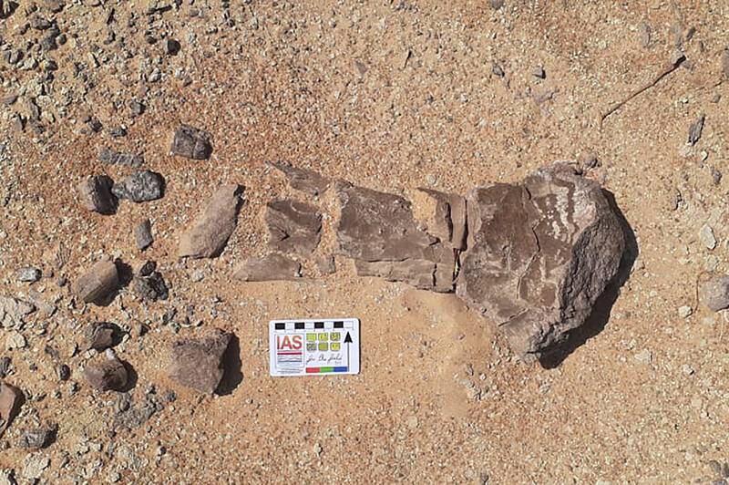 They also discovered remains of herbivorous dinosaurs and crocodiles which lived in the area more than 70 million years ago