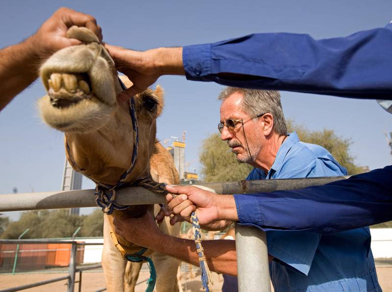 Dubai - March 23, 2010 - Scientific Director Dr. Ulrich Wernery gives camel 6A5 a shot of tranquilizer before blood is drawn from him at the Central Veterinary Research Laboratory in Dubai, March 23, 2010. (Photo by Jeff Topping/The National) 
 