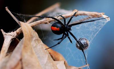 Redback spiders are indigenous to Australia, and are thought to have been brought into the UAE in packing cases or freight. Ian Waldie / Getty Images 