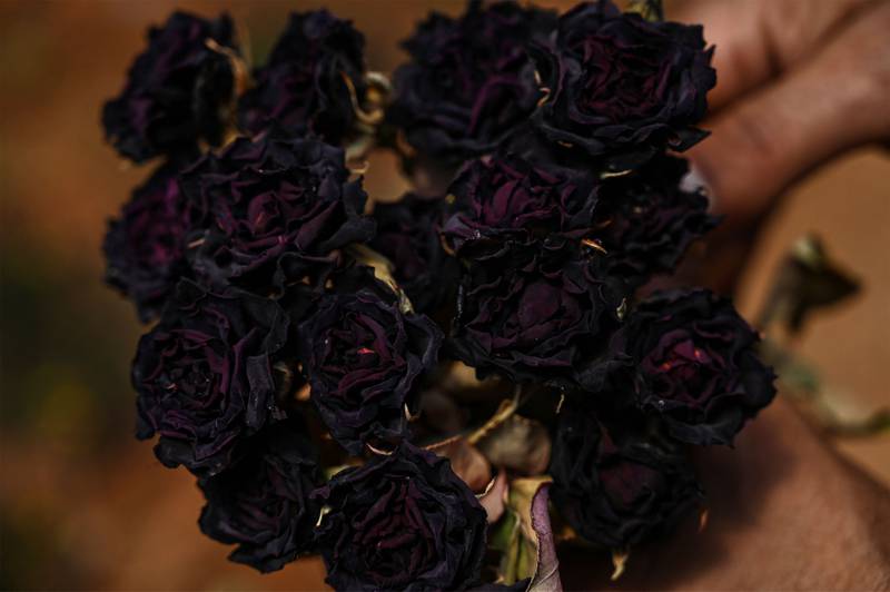 The black rose of Halfeti, Turkey. All photos by AFP