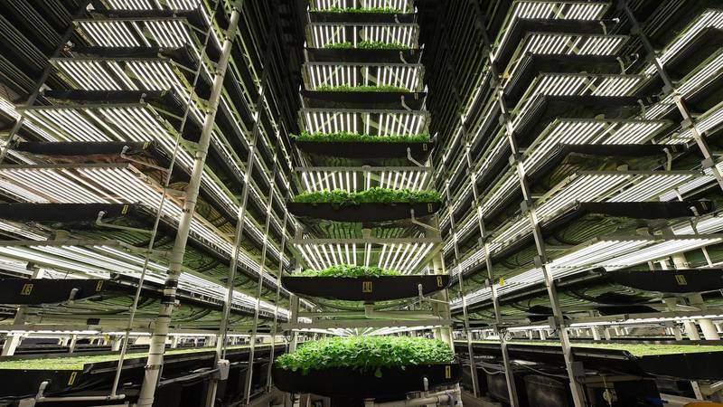 AeroFarms, founded in 2004, is the largest vertical farm operation in the world. It develops its own technologies which it exports around the world. AFP