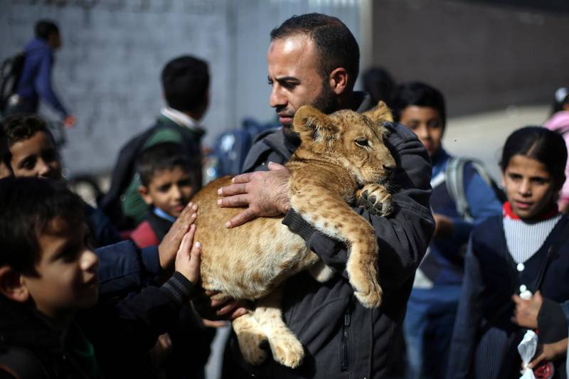 A Palestinian man carries a lion cub to show to children in Rafah refugee camp in the southern Gaza Strip. Reuters