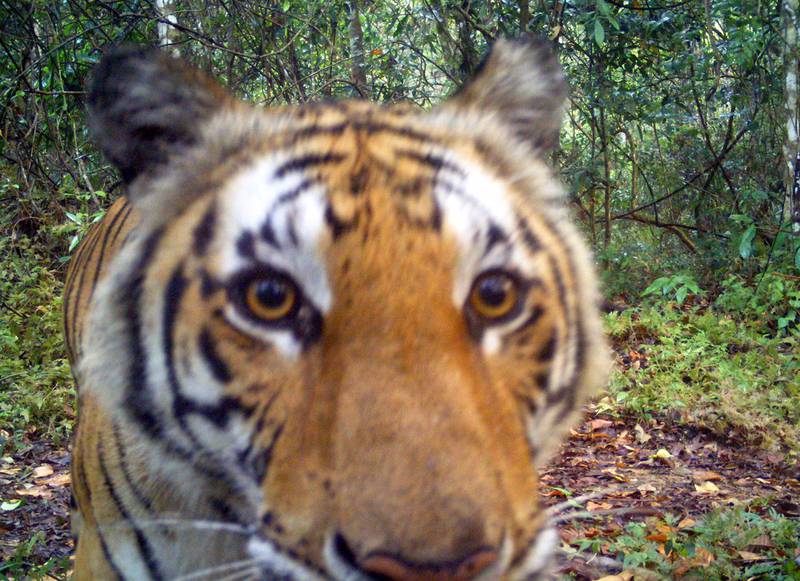 A tiger looks straight into a remote camera installed in a forest in western Thailand. Department of National Parks, Wildlife and Plant Conservation /  EPA