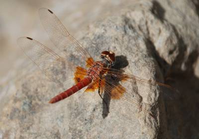 Urothemis thomasi. The beautiful dragonfly was coaxed back from the brink of extinction in the UAE. Courtesy Emirates Wildlife Society