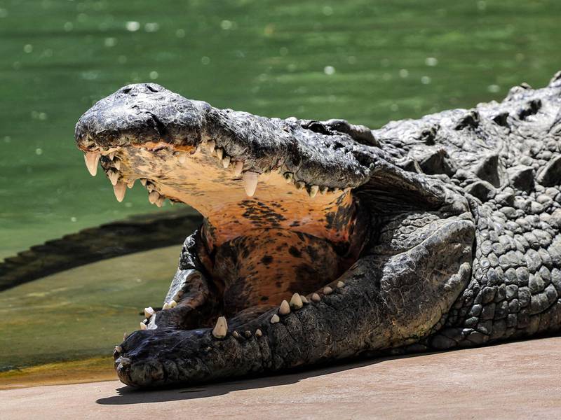 Police in Australia found human remains believed to be those of a missing Queensland man inside two crocodiles. AFP