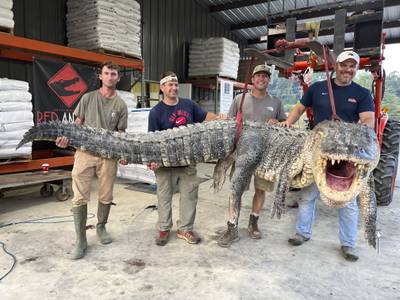 And make it snappy: Tanner White, Donald Woods, Will Thomas and Joey Clark hoist, with the help of a forklift, the longest alligator officially caught in Mississippi. AP