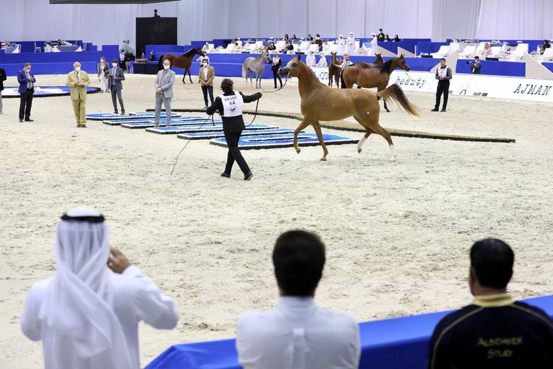 Dubai, United Arab Emirates - Reporter: Nick Webster. News. The 3 year old fillies category walk around the arena at The Dubai International Arabian Horse Show at the World trade centre. Thursday, March 18th, 2021. Dubai. Chris Whiteoak / The National