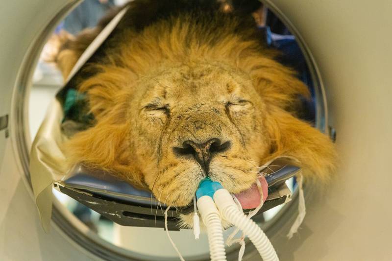 London Zoo hired a CAT scanner to investigate 12-year-old Bhanu's persistent ear pain. PA