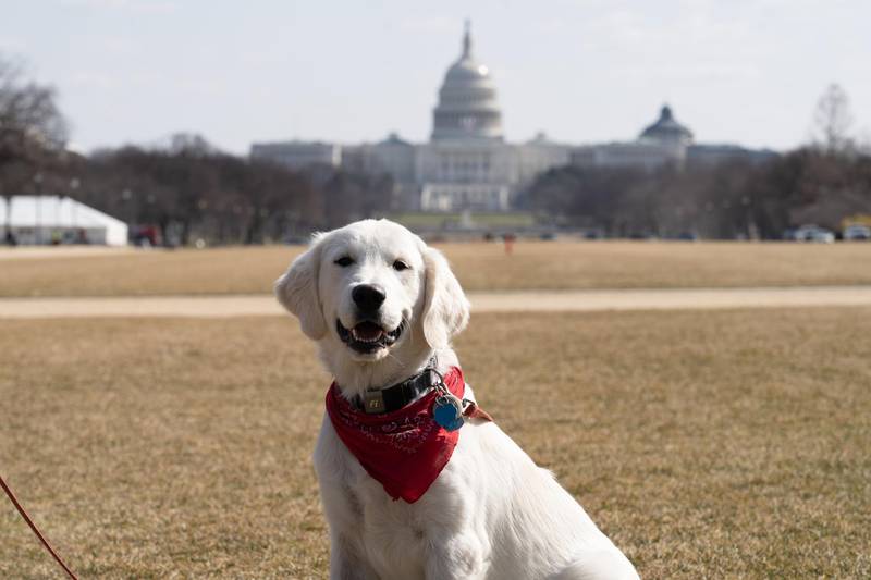 Bixbi, a 6-month-old Golden Retriever puppy, walking a long the National Mall in front of the US Capitol building. Willy Lowry / The National.