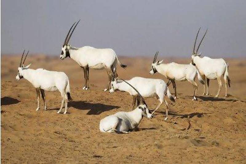 A herd of Arabian oryx wanders the desert dunes.