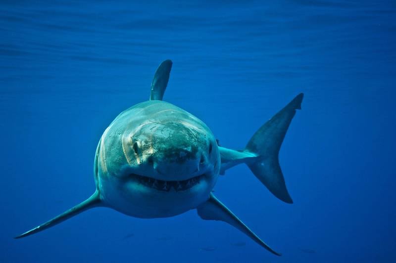 The great white shark is the largest predatory shark. Getty