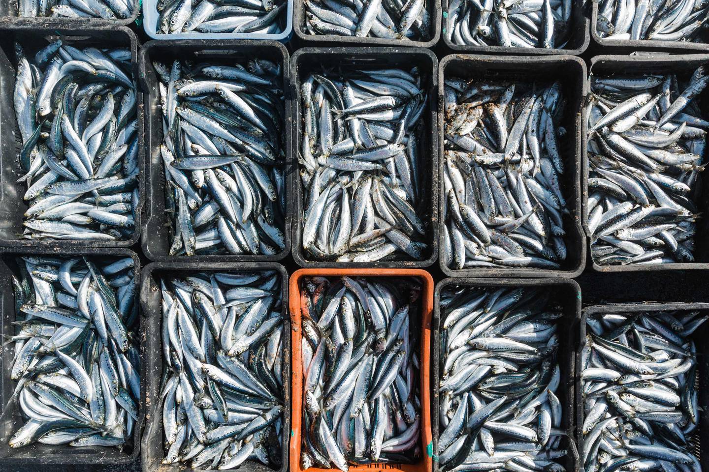 Sardines fraîchement pêchées à vendre à la plage de Warner, au sud de Durban.  AFP