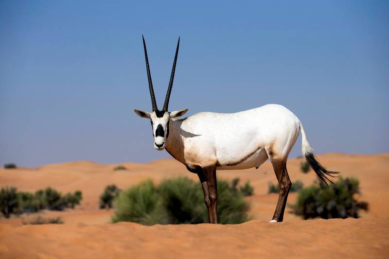 An Arabian oryx at Al Maha Desert Resort in Dubai. The species was endangered but conservation efforts, led by Sheikh Zayed, helped it to flourish. It can be seen on the Dh50 note. Gerry O’Leary
