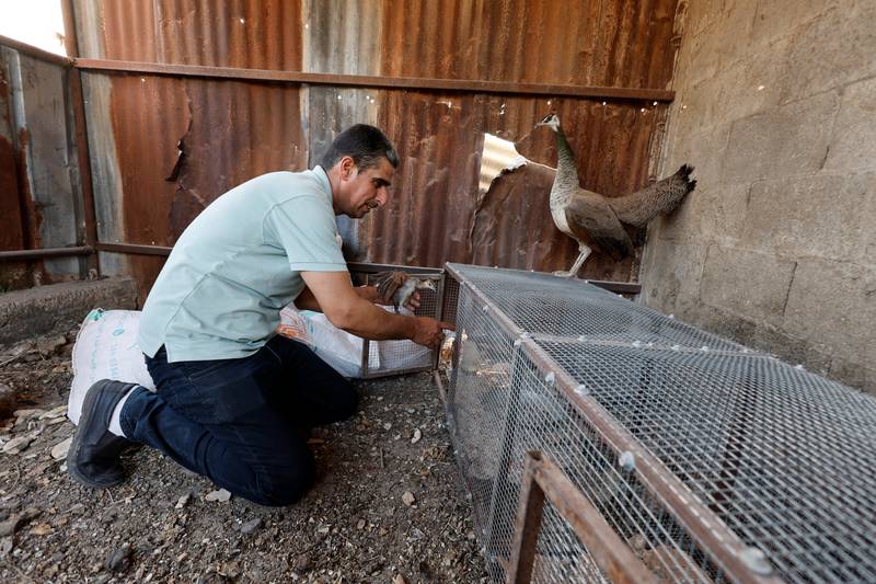 Mr Fari, 44, raises peacocks on his own farm as a hobby and a source of income.