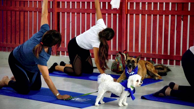 The free session is called The Science of Happy Puppy Pilates Class and takes place at Dubai's Dogwalk in Al Quoz. Karma Gurung / The National