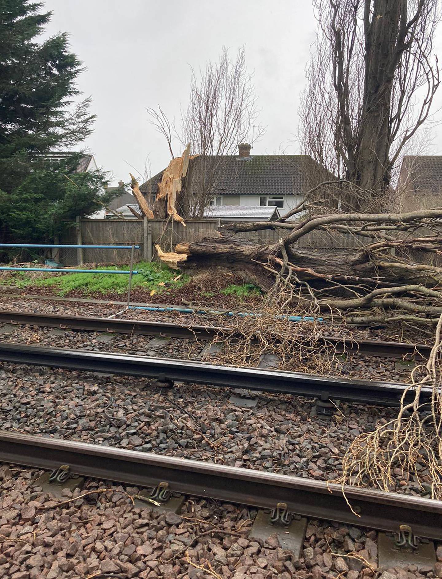 Felled trees like this one near Epsom in Surrey are disrupting rail services across the UK. Network Rail