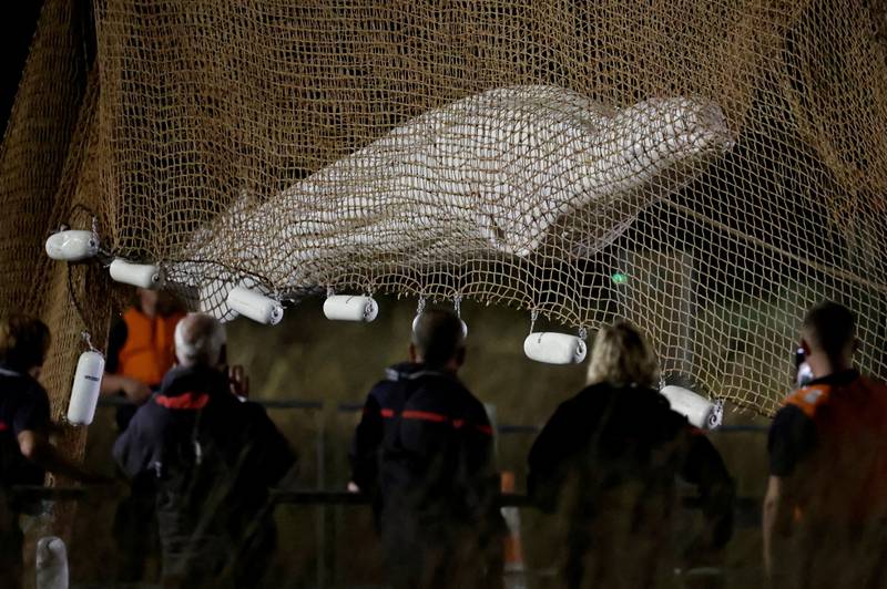 Firefighters and members of a search-and-rescue team try to save a beluga whale that strayed into the Seine river in France. Despite the rescuers' efforts the whale died. Reuters
