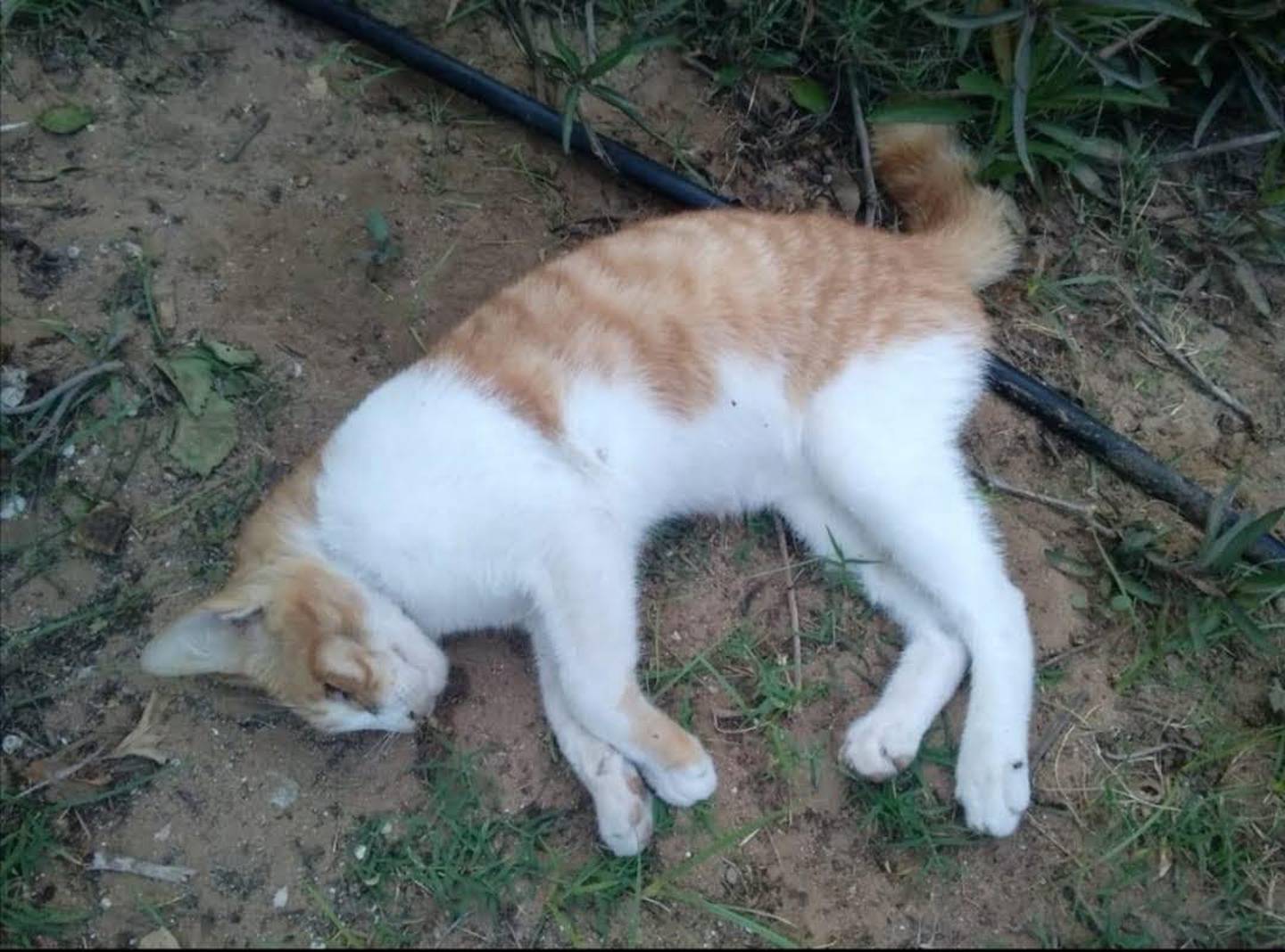 The cat, which died from its injuries, was discovered in a bush on the Corniche in Abu Dhabi. Courtesy David Ashwin