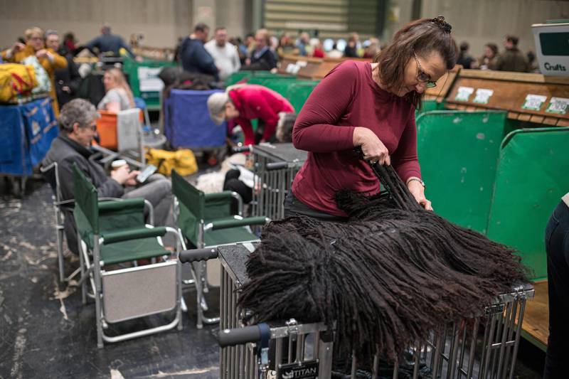 A woman grooms her Hungarian Puli dog on the third day of the Crufts dog show at the National Exhibition Centre in Birmingham, central England.  AFP