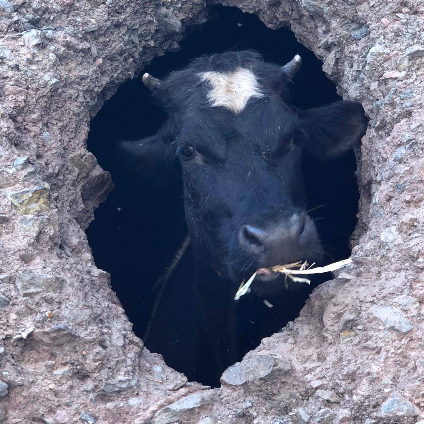 The cow that lives beneath Alice Morrison's window. Courtesy Alice Morrison