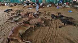 'Lumpy skin disease' kills 100,000 cattle in India