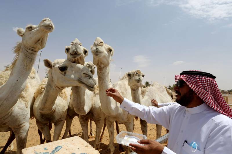 A veterinarian gives medicine to camels in an outdoor yard at The Salman Veterinary Hospital in Buraidah, Al Qassim, Saudi Arabia. Courtesy: Reuters