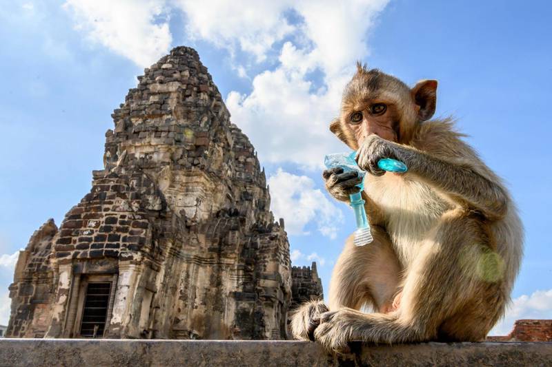 A longtail macaque drinking juice in front of the Prang Sam Yod Buddhist temple in the town of Lopburi. AFP