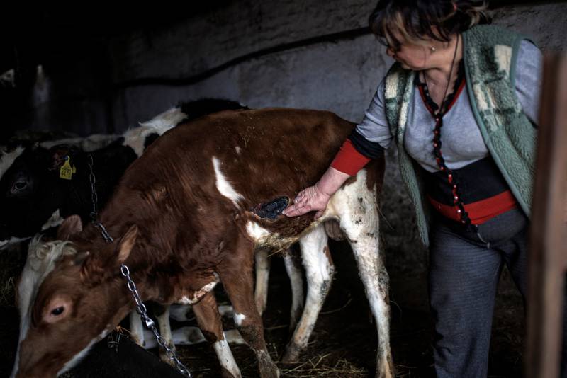 Farm owner Zlobina Lubov tends to her animals in the village of Malaya Rohan, Ukraine. Reuters