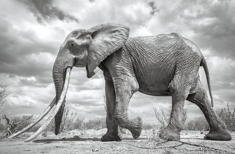 When Burrard-Lucas discovered the elephant, she was old and thin but her tusks were magnificent. Courtesy Burrard-Lucas Photography