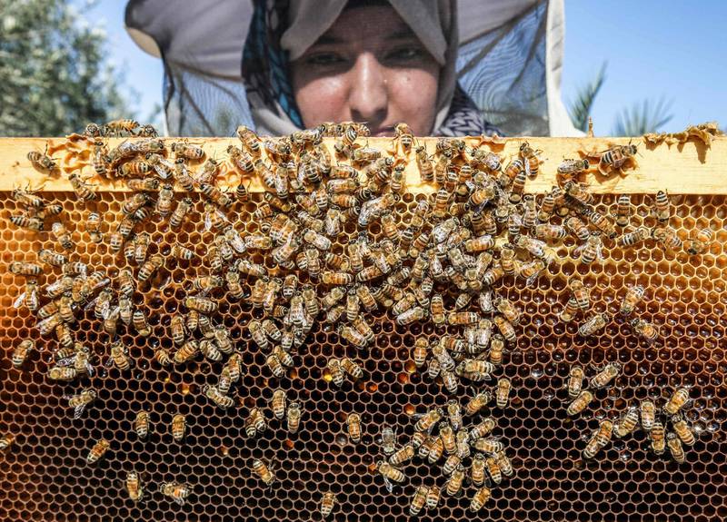 A Palestinian beekeeper inspects a frame from a hive at her farm in the Palestinian village of Khuzaa in the eastern part of Khan Yunis, in the southern Gaza Strip. AFP