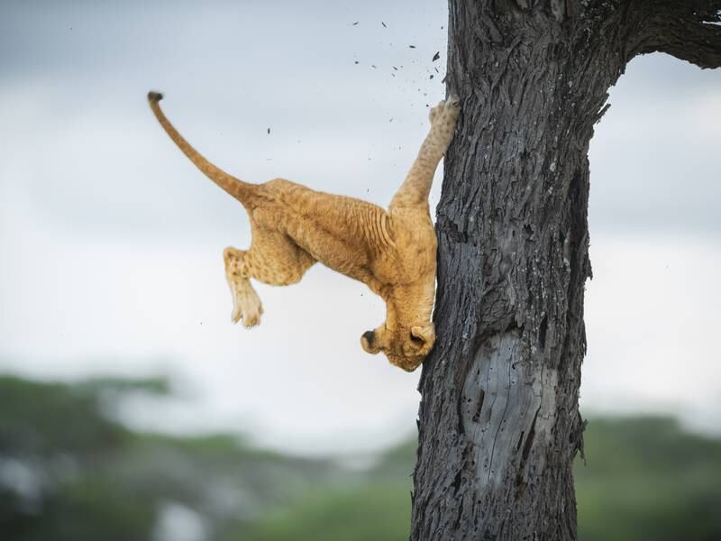 'Not so cat-like reflexes'. Taken in Serengeti, Tanzania. Jennifer Hadley / Comedy Wildlife 2022