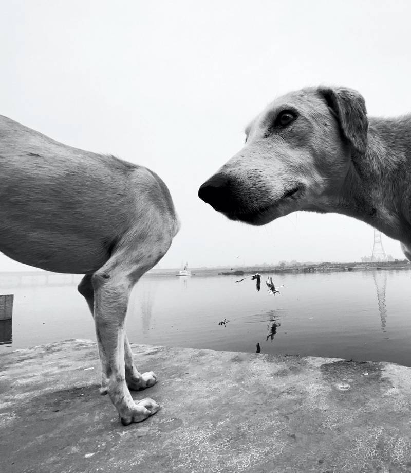 The Comedy Pet Photography Awards 2020
Dimpy Bhalotia
London
United Kingdom
Phone: 
Email: 
Title: ohhhhhhh
Description: This happened in a fraction of a second and I couldn't stop laughing.
Animal: Dog
Location of shot: India