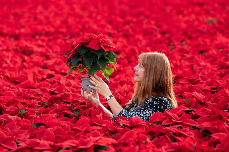 Lisa Lindfield inspected the crop of Poinsettias at Bridge Farm Group in Spalding, Lincolnshire on Tuesday, ahead of the Christmas period. PA