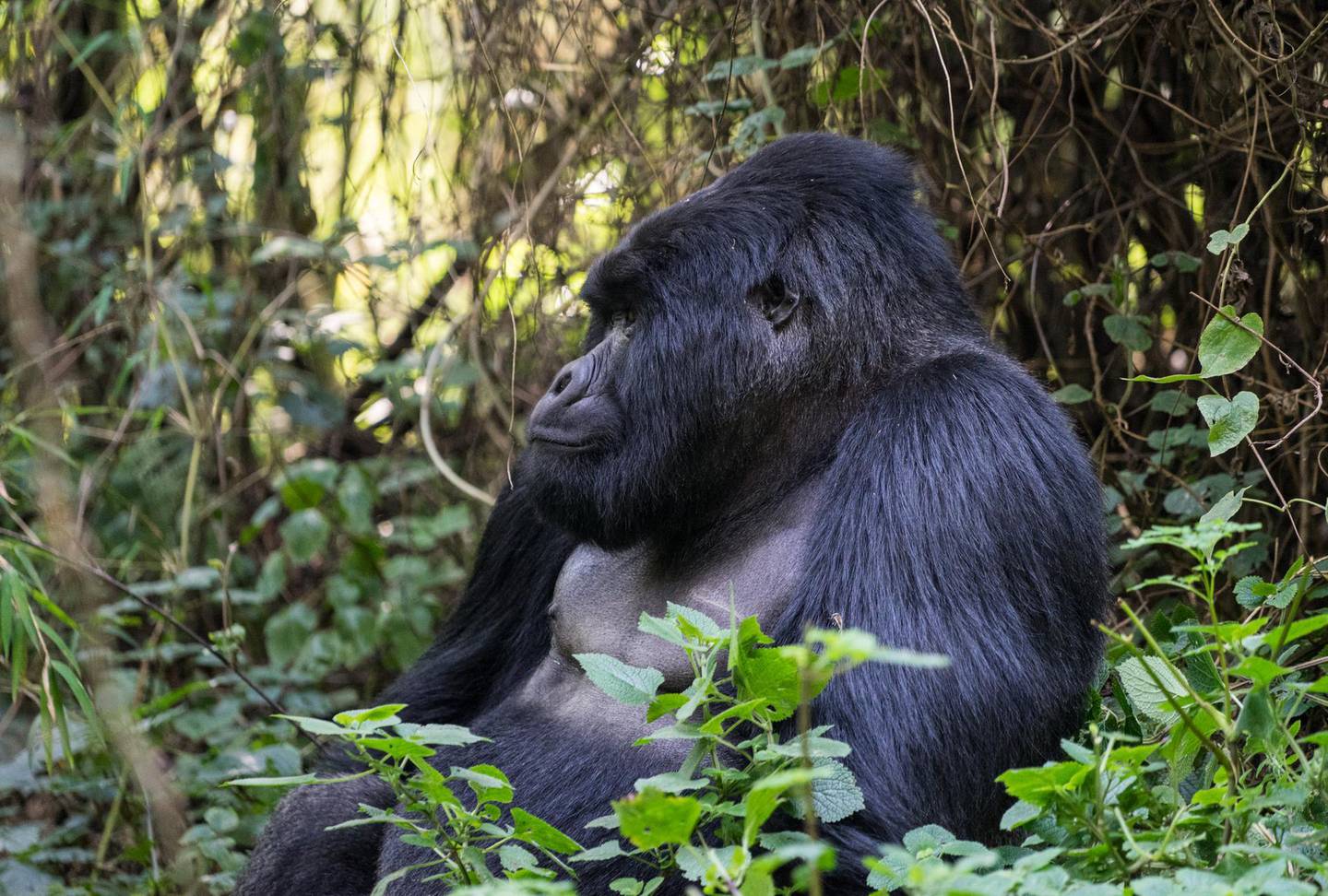 December is optimum time for gorilla spotting in Uganda. Courtesy flickr / Nina R