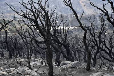 Charred trees and ash on the outskirts of the Algerian city of El Tarf. AFP