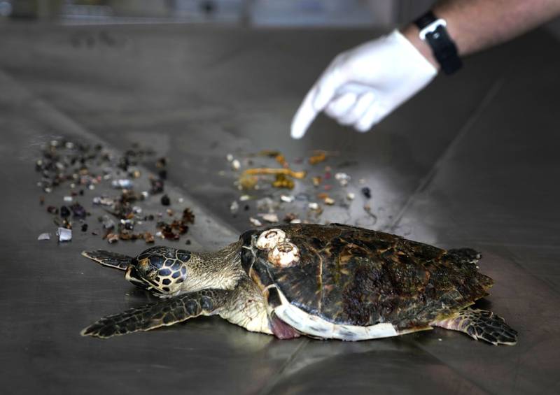 The study found that green sea turtles were inclined to eat drifting plastic bags and ropes, which resemble their diet of cuttlefish and jellyfish. Loggerheads ate bottle caps and other small pieces of hard plastic mistaken for marine invertebrates. The youngest turtles ate the most plastic.