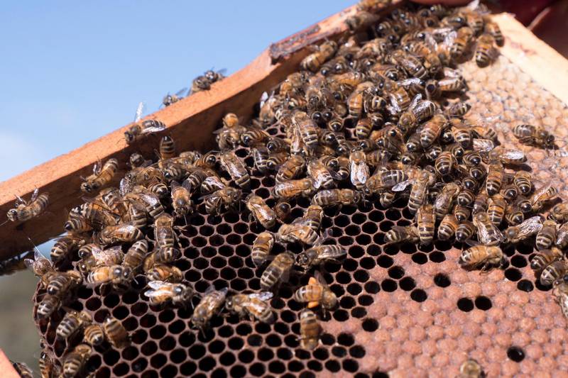 Bees on a honeycomb at an apiary in the New South Wales town of Somersby,  April 20. Australian apiarists are worried they will no longer be able to produce very lucrative manuka honey, as New Zealand beekeepers are trying to get this Maori term trademarked in at least five jurisdictions, including China, the US and the EU. AFP