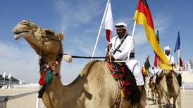 Camel pageant 'like a World Cup' for beautiful beasts in Qatar