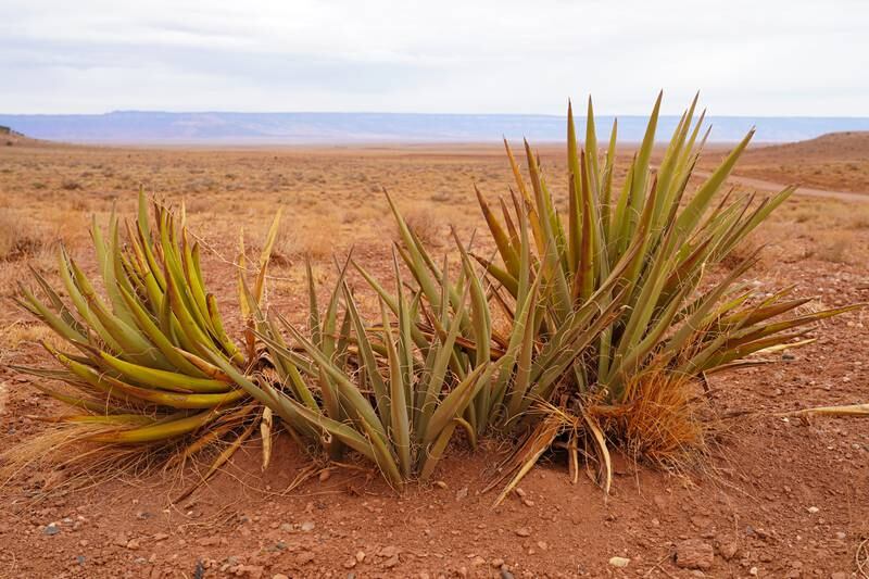 A rare healthy plant in an arid stretch of the Navajo Nation reservation.