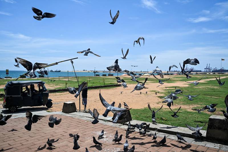 A driver rides in his three-wheel taxi as pigeons take a flight in Colombo, a day after the series of blasts. AFP