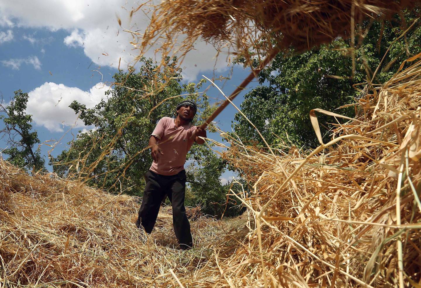 DAMASCUS, SYRIA - MAY 31: A Syrian farmer harvests wheat as Assad Regime Forces' airstrikes continued for three years at Eastern Ghouta in Damascus, Syria on May 31, 2016. (Photo by Amer Almohibany/Anadolu Agency/Getty Images)