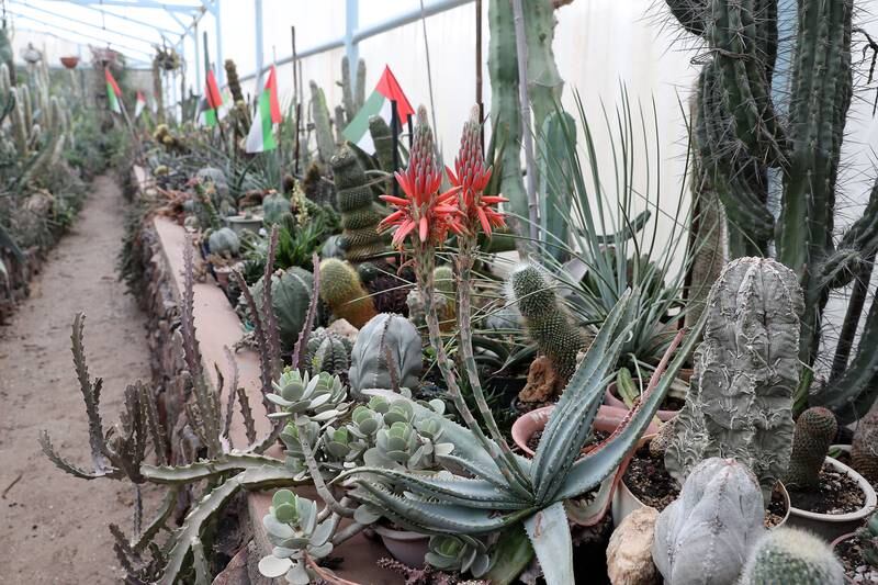 Many specimens are grown from seed, carefully selected by Mr Al Mazrouei and his staff